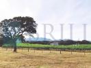 Vente Maison Berchidda 32767 m2 Italie