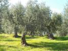 Vente Terrain Casale-marittimo  32767 m2 Italie