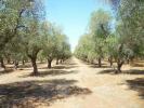 Vente Maison Castagneto-carducci 6020 m2 Italie