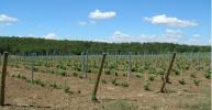 Vente Terrain Castiglione-del-lago 32767 m2 Italie