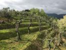 Vente Maison Massarosa 280 m2 8 pieces Italie