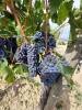 Vente Terrain Montalcino 32767 m2 Italie