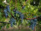Vente Terrain Montepulciano  32767 m2 Italie