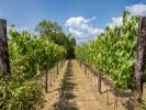 Vente Maison Siena Italie