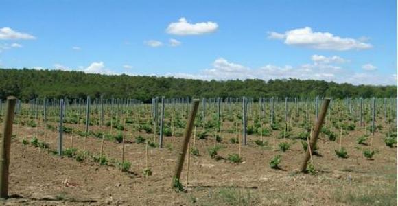 Vente Terrain CASTIGLIONE-DEL-LAGO 06060