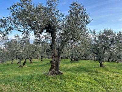 Vente Terrain CECINA 57023