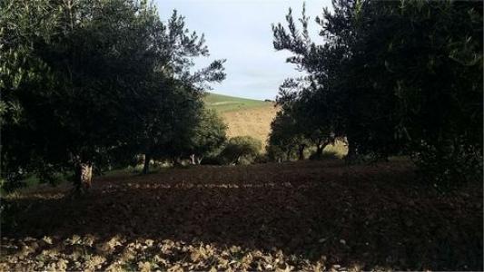 Vente Terrain ERICE 91016