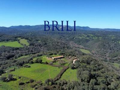 Vente Terrain TEMPIO-PAUSANIA 07029