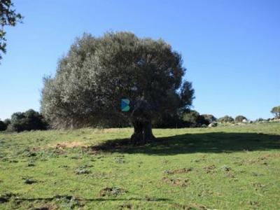 Acheter Terrain Tempio-pausania rgion OLBIA-TEMPIO