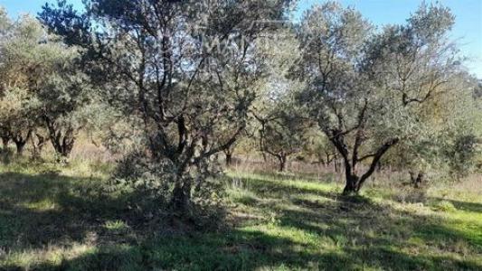 Vente Terrain CASTIGLIONE-D'ORCIA  SI en Italie