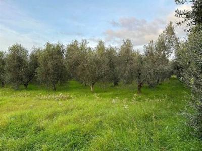 Annonce Vente Appartement Castagneto-carducci