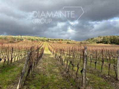Annonce Vente Maison Castelnuovo-berardenga