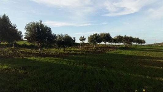 Annonce Vente Terrain Erice