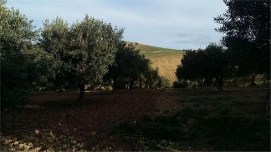 Acheter Terrain Erice rgion TRAPANI