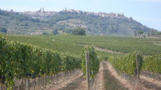 Annonce Vente Terrain Montalcino