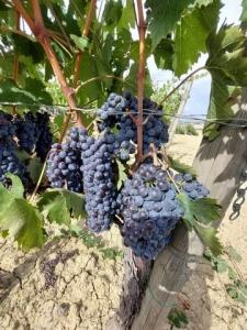 Vente Terrain MONTALCINO  SI en Italie