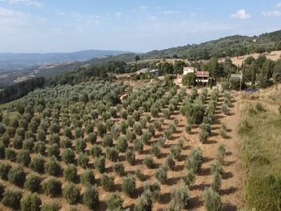 Acheter Maison Monticello-amiata rgion GROSSETO