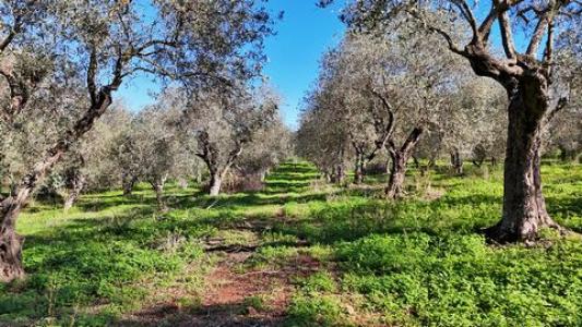 Acheter Terrain Sassari rgion SASSARI