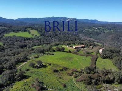 Annonce Vente Terrain Tempio-pausania