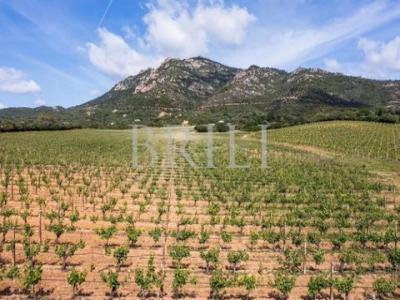 Acheter Maison Olbia r�gion OLBIA-TEMPIO