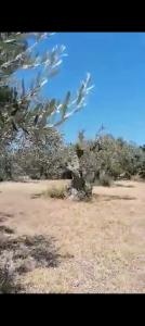 Acheter Terrain Trabia r�gion PALERMO