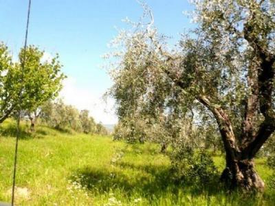 Acheter Terrain 8200 m2 Rosignano-marittimo