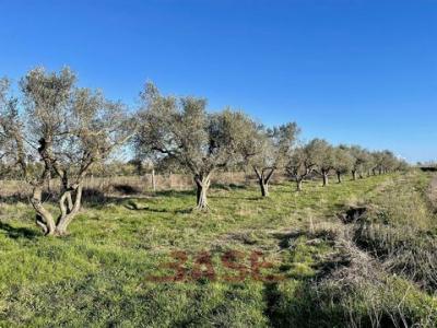 Acheter Terrain 17000 m2 Cecina
