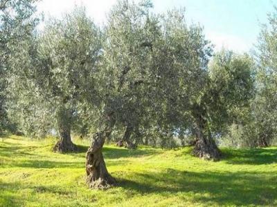 Vente Terrain CASALE-MARITTIMO  PI en Italie