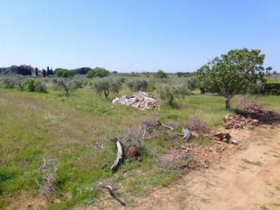 Vente Terrain CECINA  LI en Italie