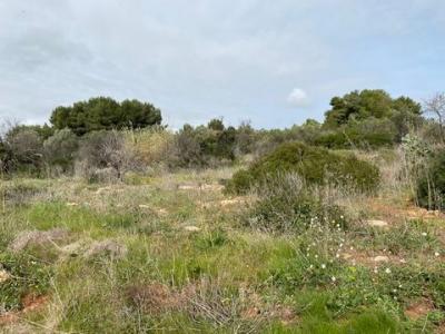 Acheter Terrain 7194 m2 Morciano-di-leuca