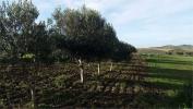 Acheter Terrain 2000 m2 Erice