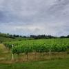 Acheter Terrain 32767 m2 Montepulciano