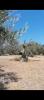 Acheter Terrain Trabia r�gion PALERMO