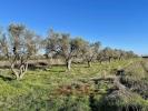 Acheter Terrain 17000 m2 Cecina