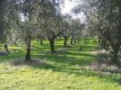 Annonce Vente Terrain Casale-marittimo